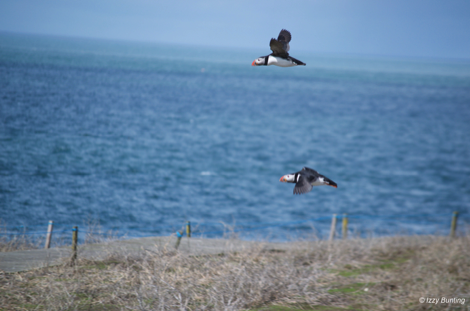 Puffins flying, Inner Farne, Northumberland